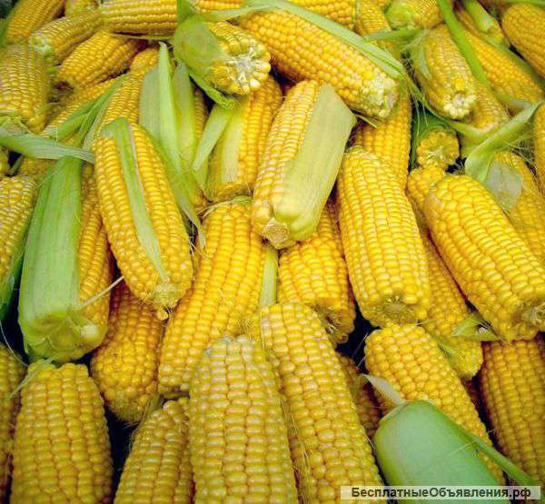 Семена кукурузы Краснодарский 291