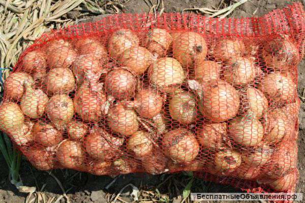 Лук на перо (на зелень) оптом