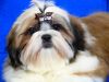 Щенки ши тцу