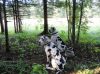 Уход за собаками: 2 немецких дога