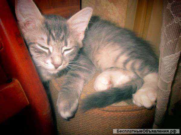 Котята домашние и пушистые в добрые руки