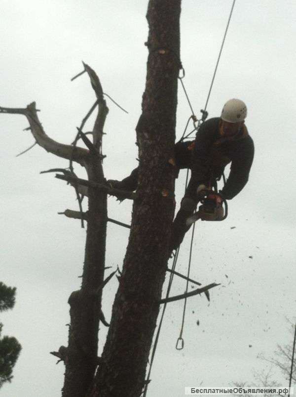 Удаление деревьев, кронирование, корчевание
