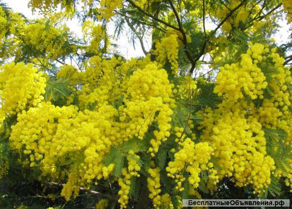 Мимоза из Абхазии