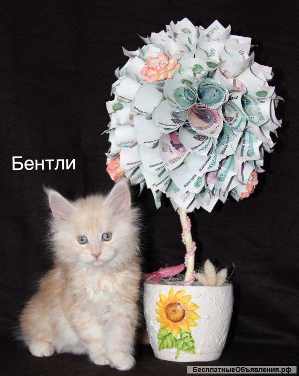 Питомник элитных кошек