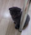 Котята шотландцы