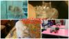 Стрижка собак и кошек кроликов В ЮАО