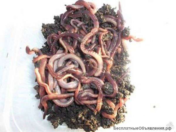 Червь оптом