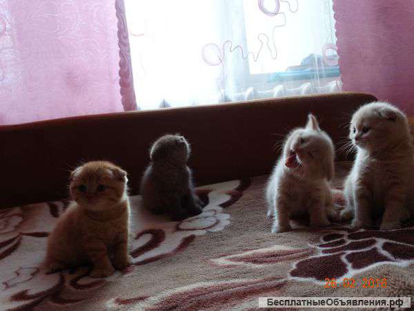 Плюшевые котята