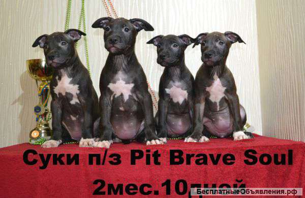 Щенки АПБТ. Питбуля. Американского пит-бультерьера