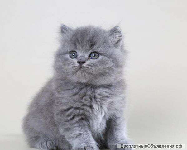 Сказочные сибирячки