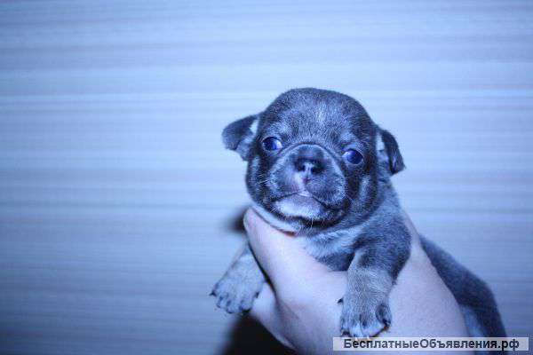 Голубые и цветные щенки чихуахуа