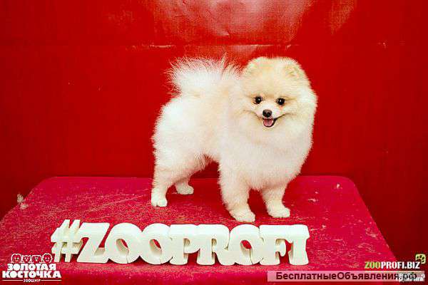 Стрижка Животных