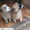 Очень нужна Ваша помощь малышам Нужна фин.помощь Не бросайте их