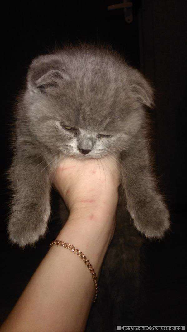 Шотландец вислоухий