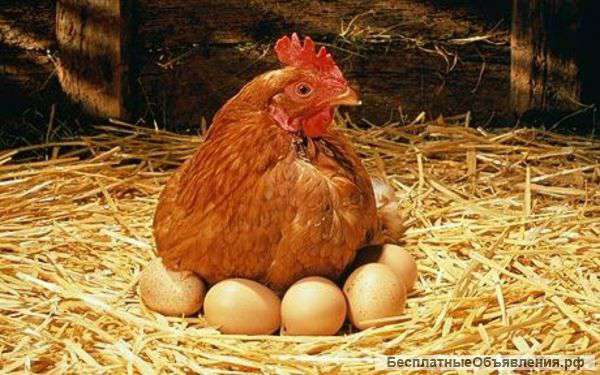 Домашние яйца оптом