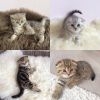 Прекрасный подарок к 8 Марта- Шотландские вислоухие клубные котята