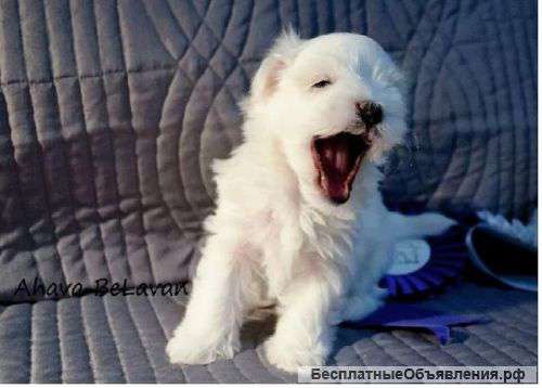 Щенки Мальтезе. Израиль.