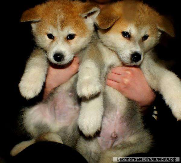 Щенки акита ину