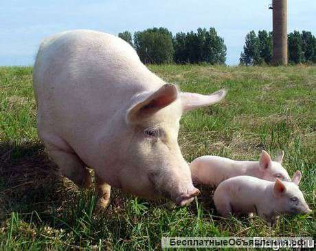 Свинокомплекс реализует свиней и поросят ОПТОМ