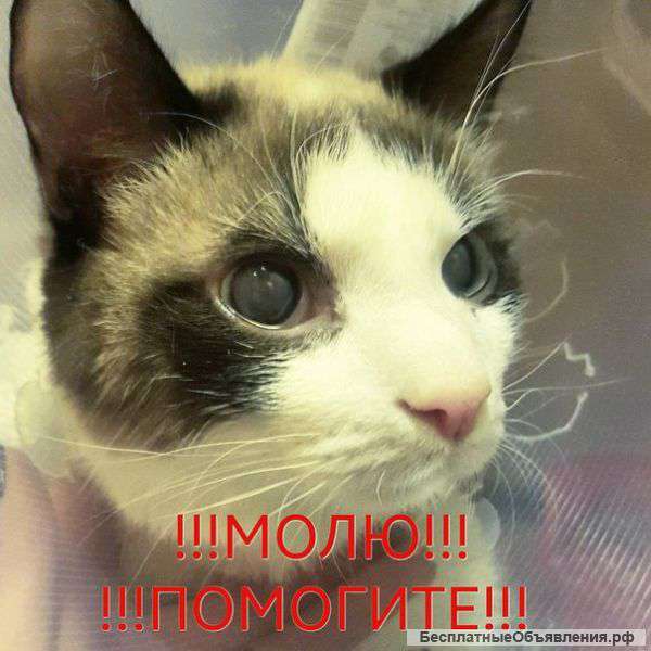 Очень нужна Ваша помощь