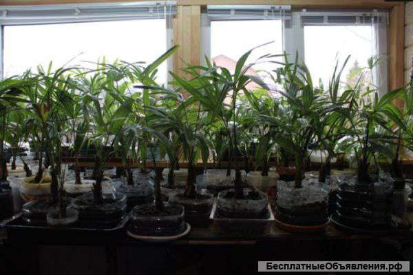 Пальмы Веерные Китайские