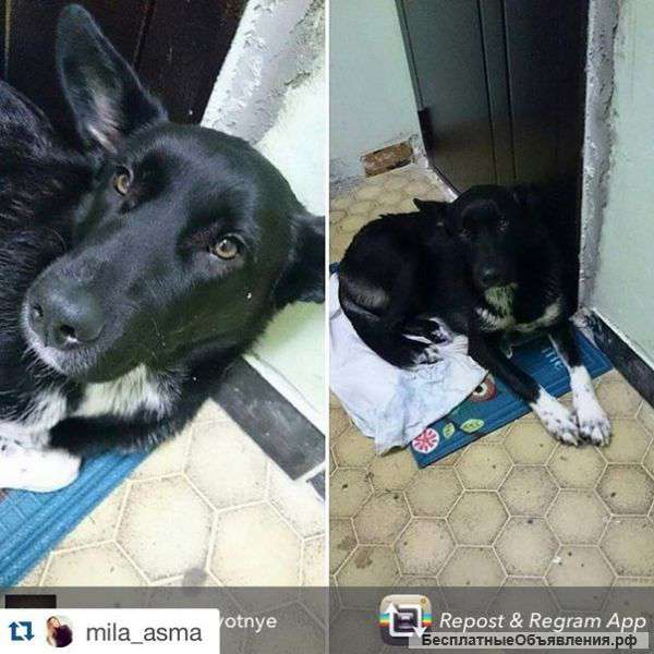 Очень нужна передержка,а лучше дом Девочка очень добрая и ласковая