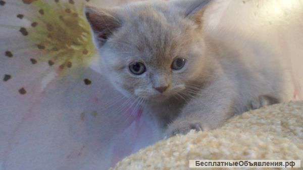 Шотландский котенок