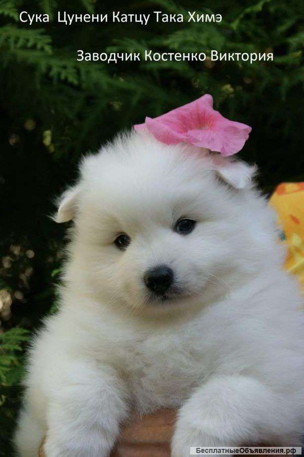 Японский шпиц щенки,цирковые собаки