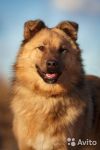 Красивый Крым прекрасный друг и охранник ищет хозяина