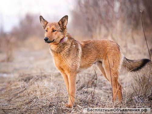 Малышка Манго хочет жить дома. ей плохо в приюте