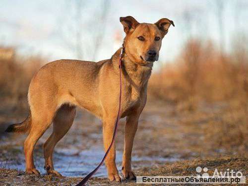 Крмилла добрая девочка ждет хозяина. в приюте ей невыносимо