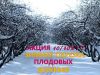 Обрезка плодовых деревьев и кустарников