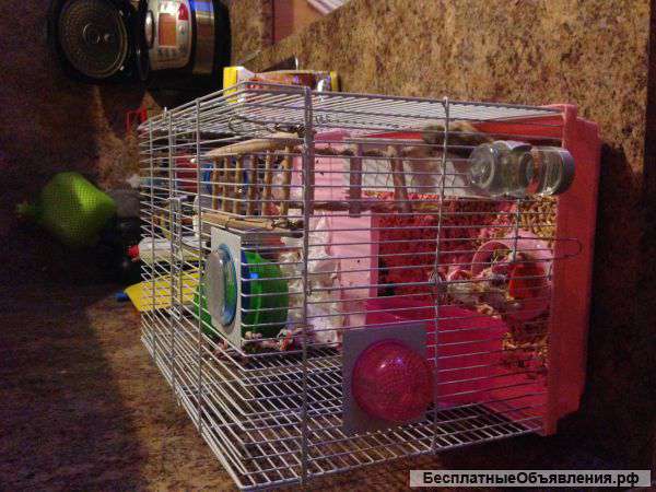 Клетку для хомяка, крысы или свинки