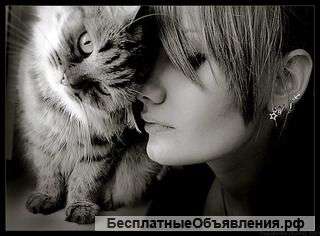 Домашняя гостиница для животных