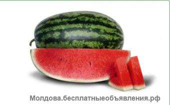 Семена арбуза KS 8777 F1 фирмы Китано