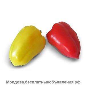 Семена сладкого перца Yanika F1 / Яника F1 фирмы Китано