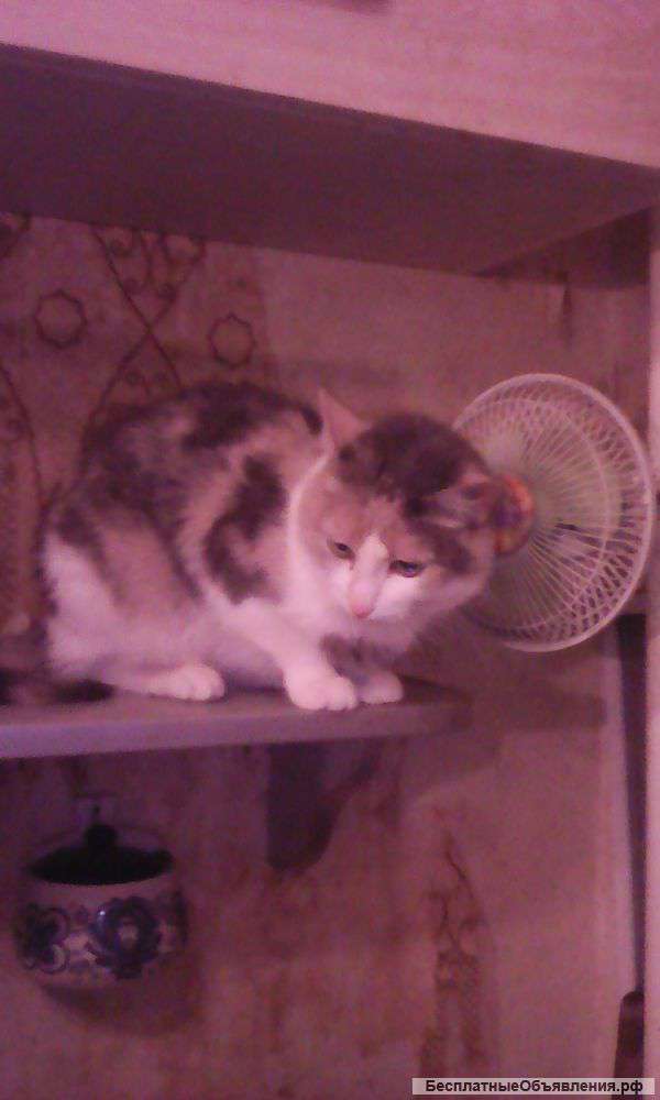 Отдам в добрые руки кошек