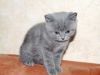 Британские котики голубого окраса из питомника