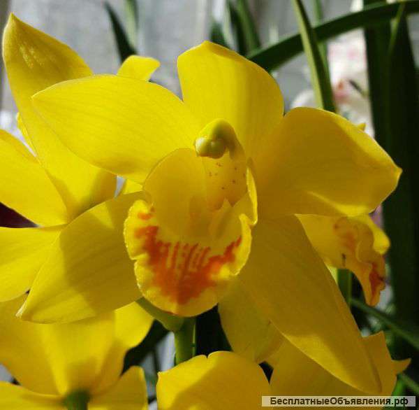 Орхидеи почтой по России