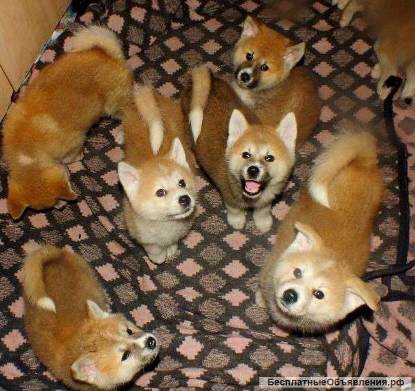 Шалуны акита-ину