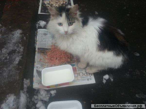 В хорошие и надежные руки добрая и ласковая девочка