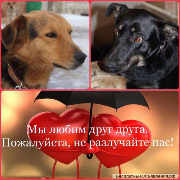 Очень нужна передержка и дом