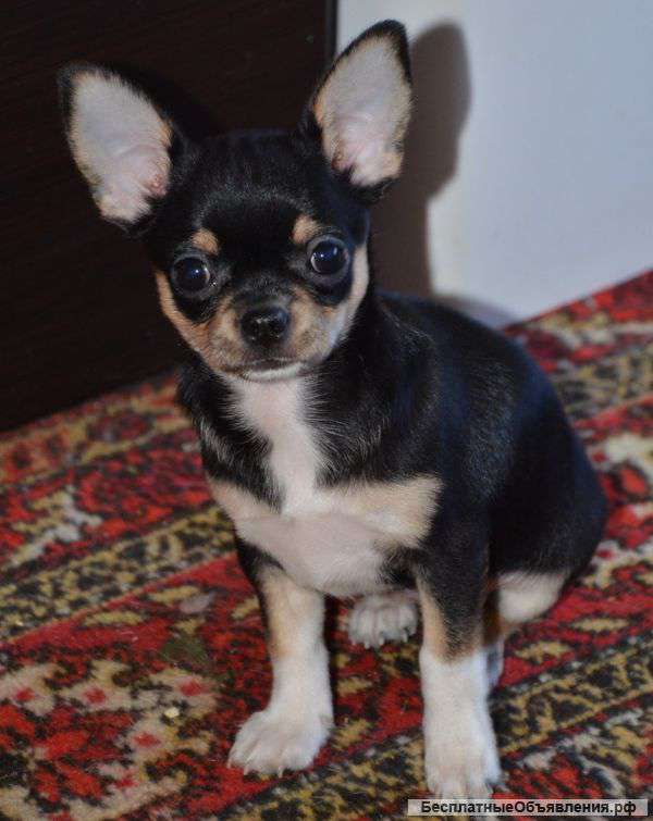 Малышей чихуахуа