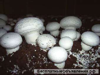 Мицелии шампиньонов
