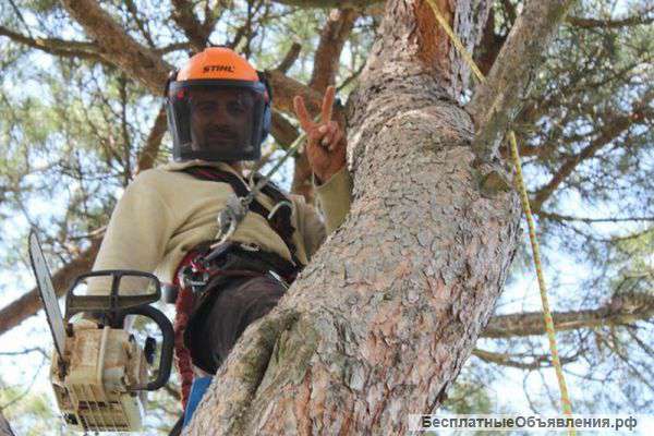 Спил деревьев