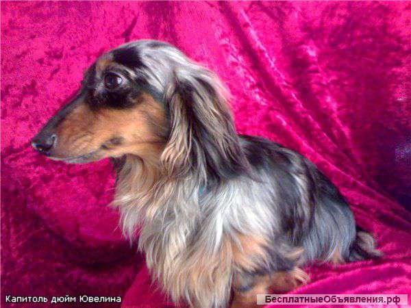 Щенки таксы мини