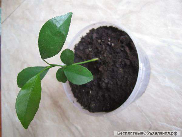 Рассада клементина, хурмы, финика