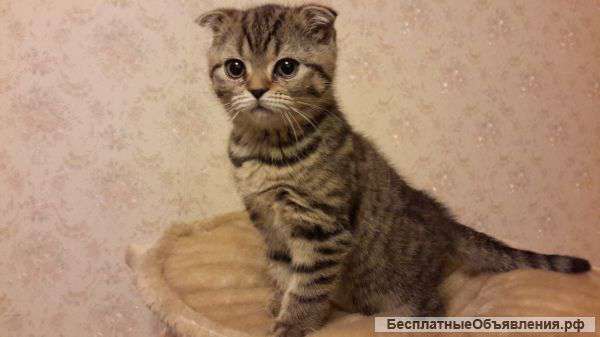 Шотландские вислоухие клубные котята (девочка и мальчик)