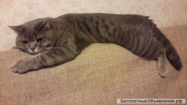 Вязка с шотландским прямоухим котом