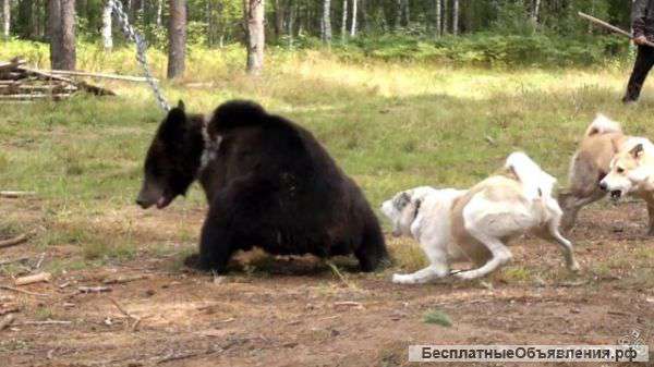 Щенки зсл рабочии